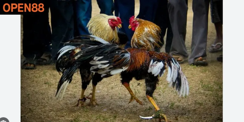 Bí Kíp Đá Gà – Làm Chủ 3 “Ngón Đòn” Then Chốt Tại Open88