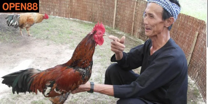 Hướng dẫn bắt kèo đá gà nắm trọn thắng lợi