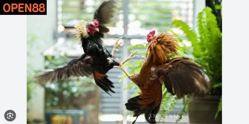 Không khí sôi động trong sàn đấu đá gà Open88