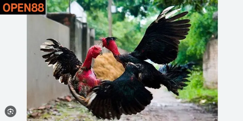 Loạt gà chiến được yêu thích trên Open88